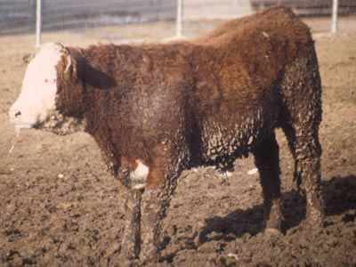 Number 535 in fabrication cattle list
