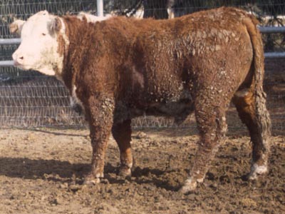 Number 536 in fabrication cattle list