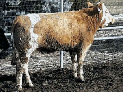Number 539 in fabrication cattle list