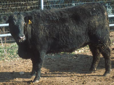 Number 84 in evaluation cattle list