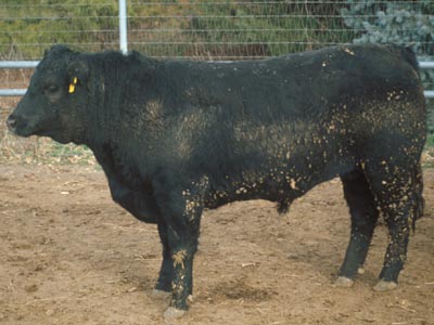 Number 85 in evaluation cattle list