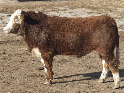 Number 86 in evaluation cattle list