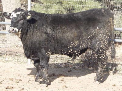 Number 87 in fabrication cattle list
