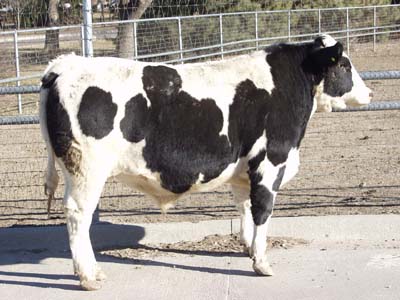Number 483  in fabrication cattle list