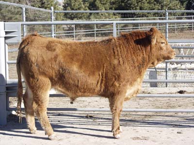 Number 484 in evaluation cattle list
