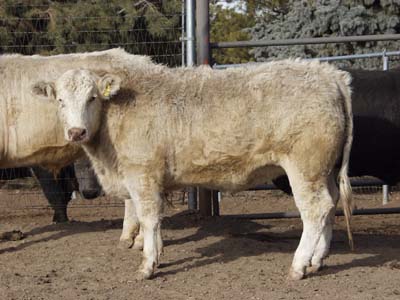 Number 570 in fabrication cattle list
