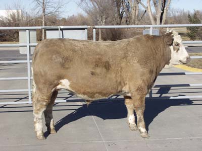 Number 571 in fabrication cattle list