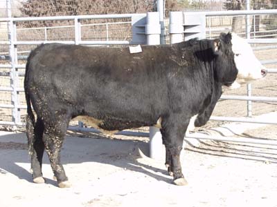 Number 572 in evaluation cattle list