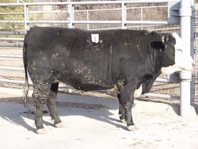 Number 573 in fabrication cattle list