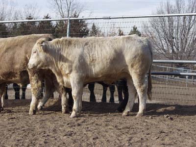 Number 574 in fabrication cattle list