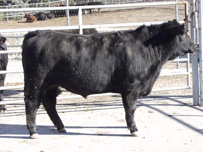 Number 575 in evaluation cattle list