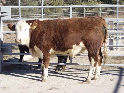 Number 576 in evaluation cattle list