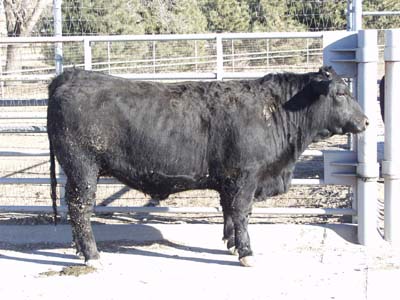 Number 577 in fabrication cattle list