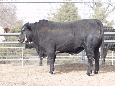 Number 603 in fabrication cattle list