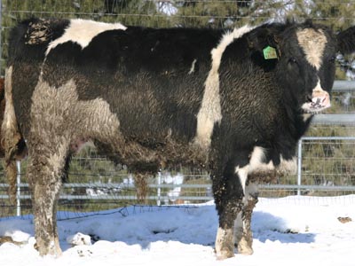 Number 20 in evaluation cattle list