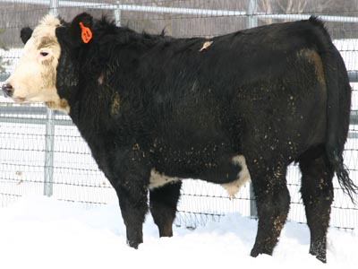 Number 24 in evaluation cattle list