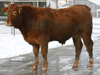 Number 25 in evaluation cattle list