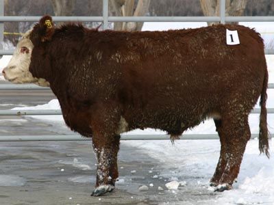Number 622 in fabrication cattle list