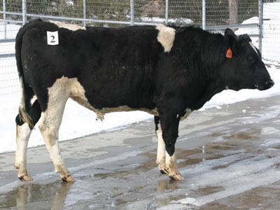 Number 623 in fabrication cattle list