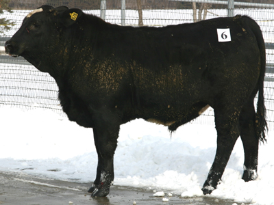 Number 626 in fabrication cattle list