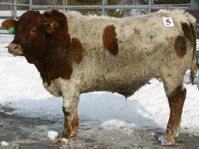 Number 627 in fabrication cattle list