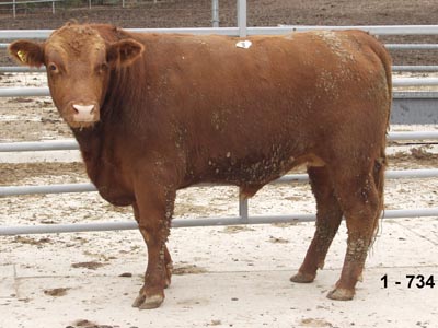 Number 734 in evaluation cattle list