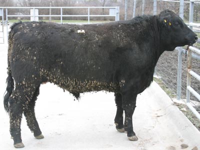 Number 736 in fabrication cattle list