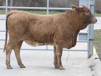 Number 738 in fabrication cattle list