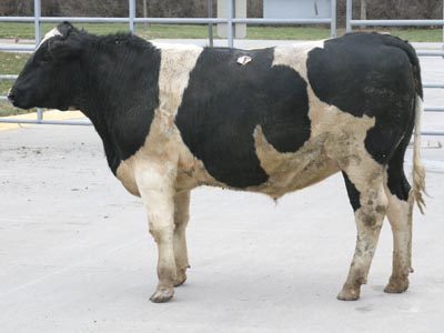 Number 740 in fabrication cattle list