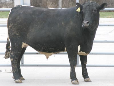 Number 792 in fabrication cattle list