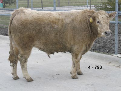 Number 793 in evaluation cattle list