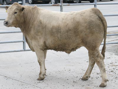 Number 794 in fabrication cattle list