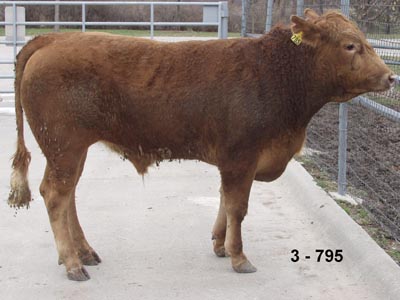 Number 795 in evaluation cattle list
