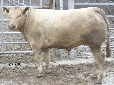 Number 796 in evaluation cattle list