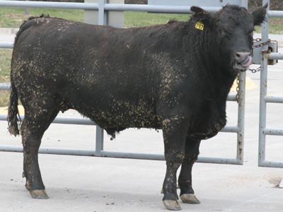 Number 797 in fabrication cattle list