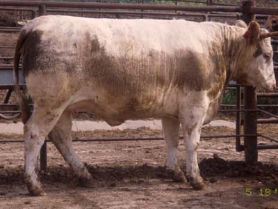 Number 660 in fabrication cattle list