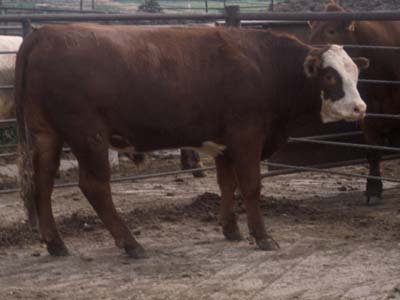 Number 662 in fabrication cattle list