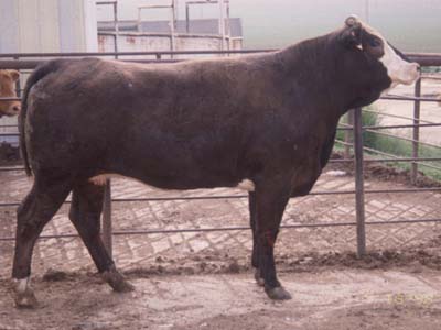 Number 663 in fabrication cattle list