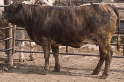 Number 664 in fabrication cattle list