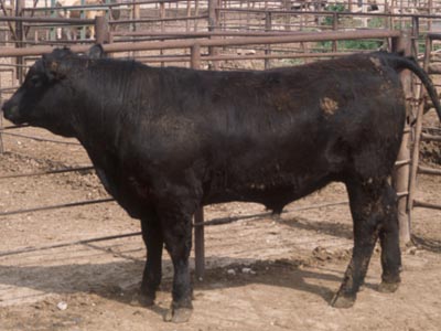 Number 665 in fabrication cattle list