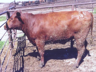 Number 19 in fabrication cattle list