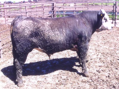 Number 20 in fabrication cattle list