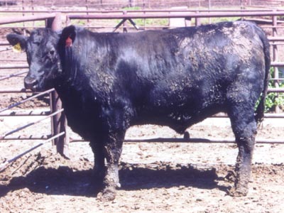 Number 306 in fabrication cattle list