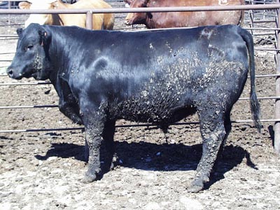 Number 315 in fabrication cattle list