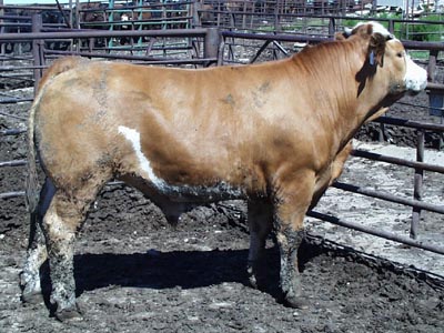 Number 709 in fabrication cattle list