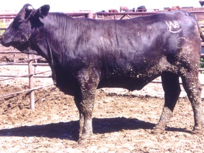 Number 744 in fabrication cattle list