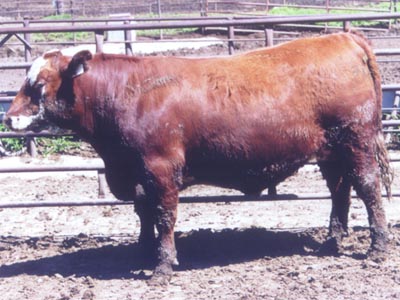 Number 9421 in fabrication cattle list
