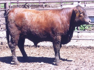 Number 9513 in fabrication cattle list