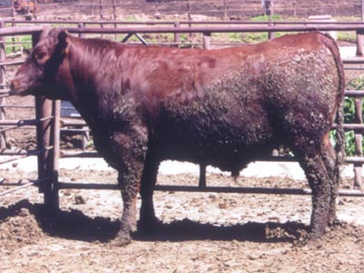 Number 9515 in fabrication cattle list