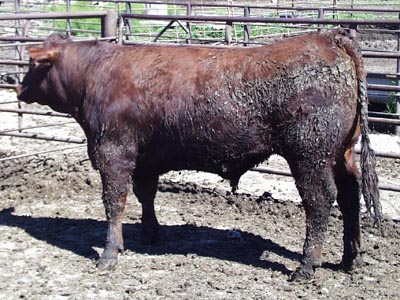 Number 9519 in fabrication cattle list